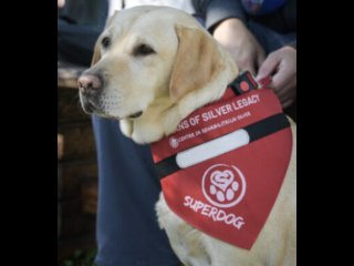 GODIŠNJA NAGRADA #HEROJSOCIJALIZATORU ZA POSEBAN DOPRINOS PROGRAMU SOCIJALIZACIJE PASA POMAGAČA